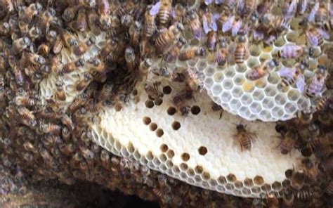 蜜蜂如何築巢 沙發擺放位置